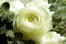 &quot;Flower Delivery Fairfax Ca